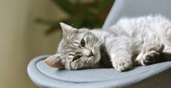 Purr Tech