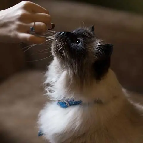 purr-tech.de